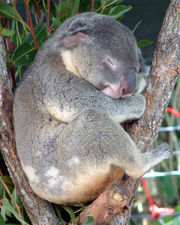 Real Koala