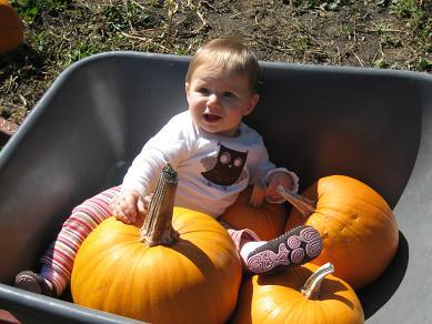 zoe-and-pumpkins-in-wheelbarrow.JPG