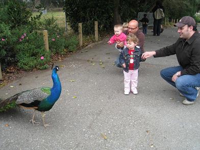 at-zoo-with-peacock.JPG