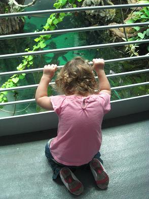 checking-out-the-rainforest.JPG
