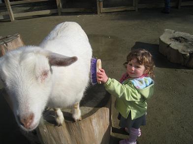 brushing-the-goat.JPG