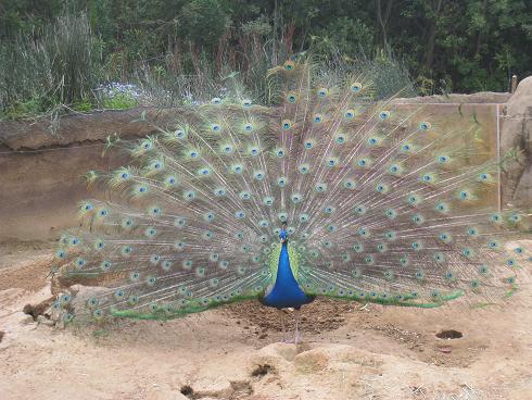 Peacock