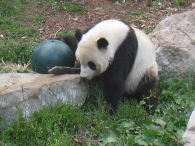 panda.JPG