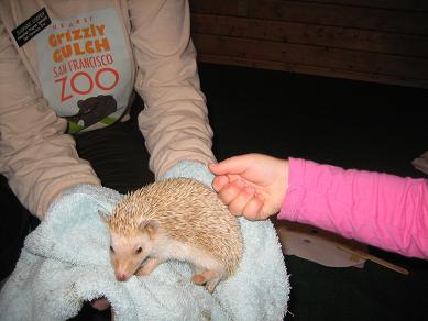 petting-hedgehog.JPG