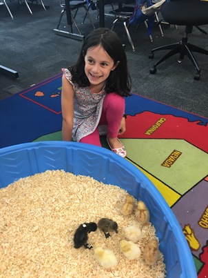 Avery and the chicks and ducks