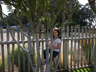 Avery in tree